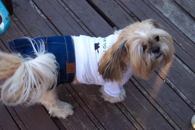 My dog Angel wearing a white T-shirt that says Talk to the Paw and a denim skirt.